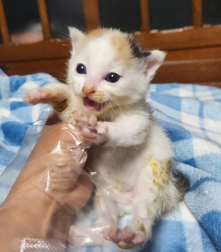 울산유기동물보호센터_431369202300228